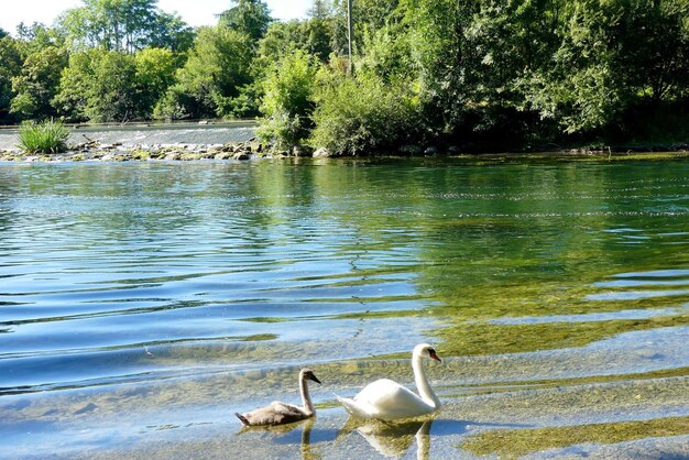 Swans swimming on lake