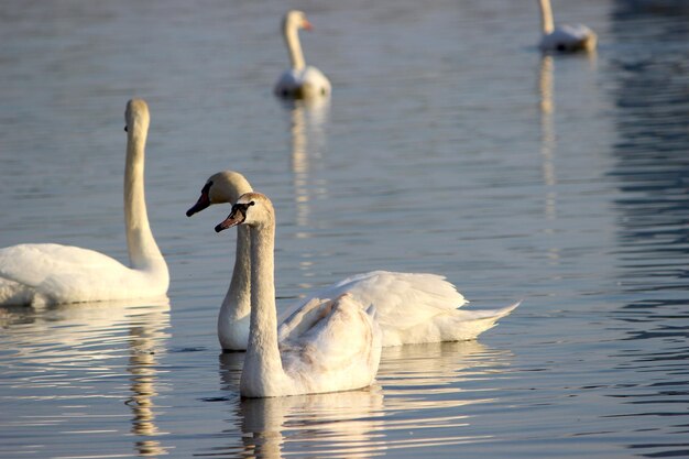 Swans swimming in lake