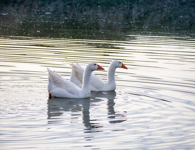 Foto cigni che nuotano nel lago