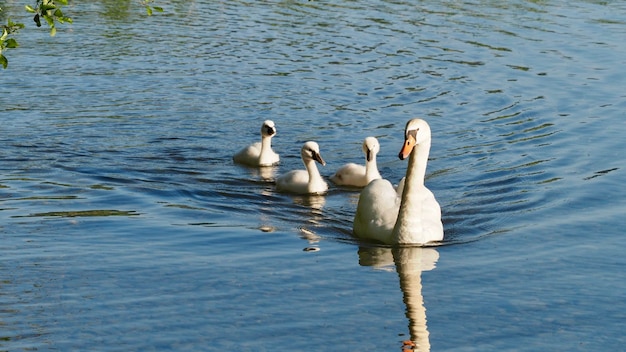 Foto cigni che nuotano nel lago