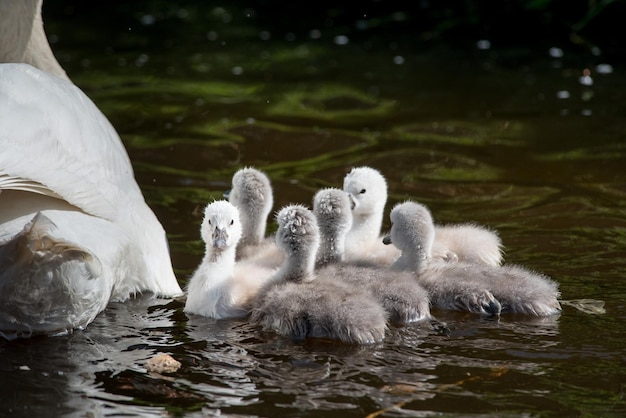 Photo swans swimming in lake