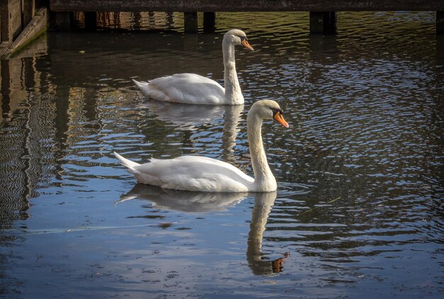 Swans swimming in lake