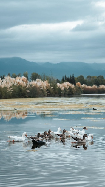 Photo swans swimming in lake