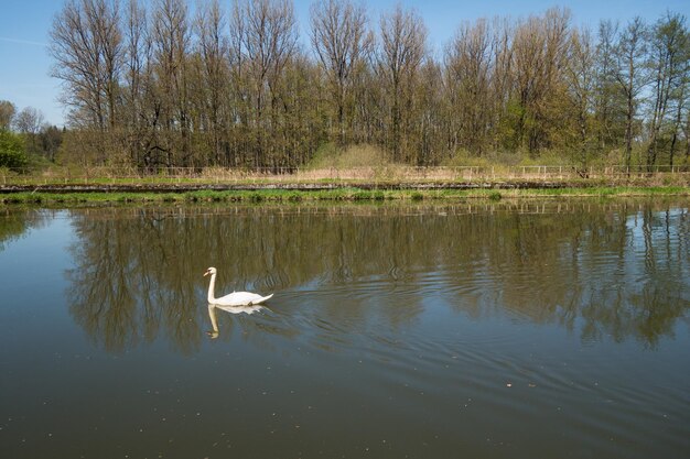 Swans swimming in lake