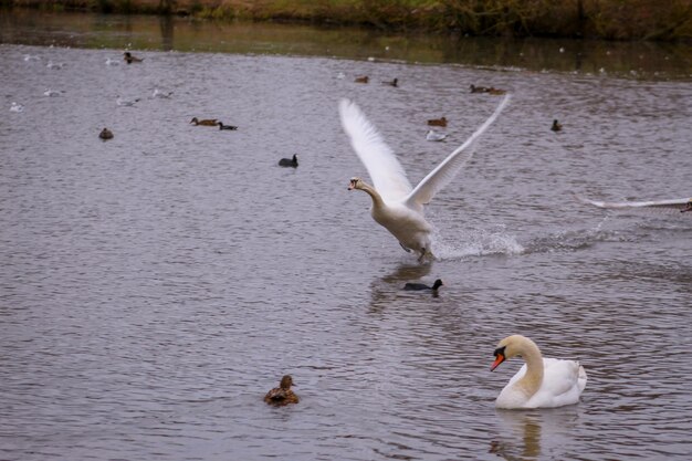 Swans swimming in lake