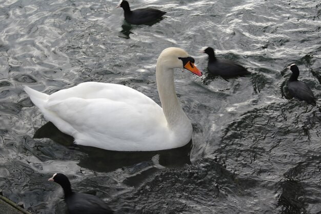 Swans swimming in lake