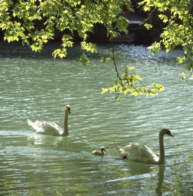 Swans swimming in lake