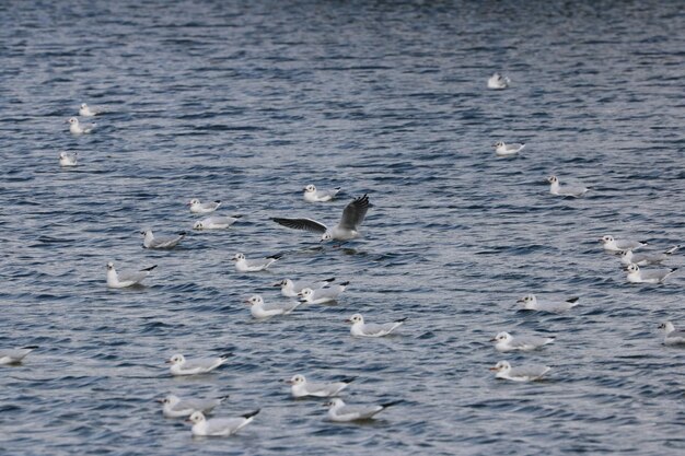 Foto cigni che nuotano nel lago