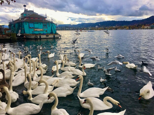 Photo swans swimming in lake