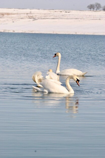 Swans swimming in lake