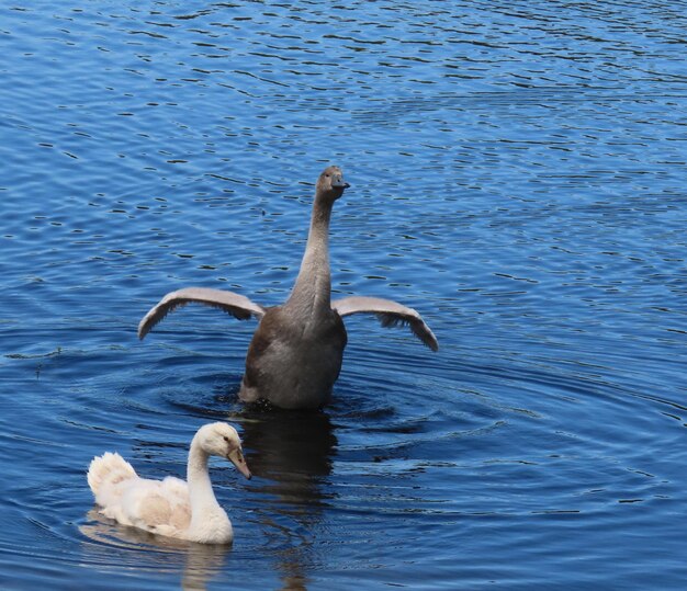 Foto cigni che nuotano nel lago