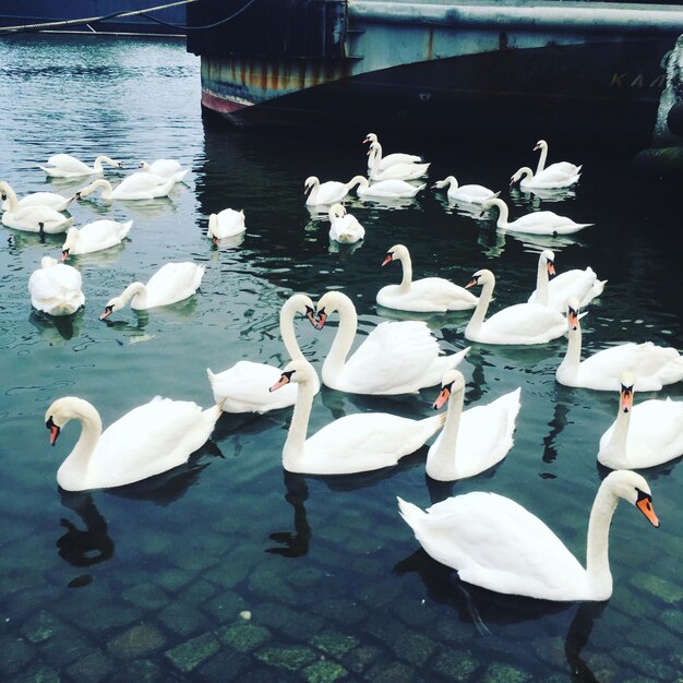 Swans swimming in lake