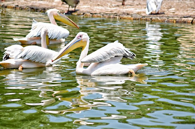 Swans swimming in lake