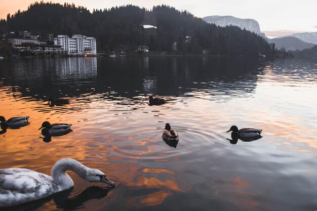 Foto cigni che nuotano sul lago