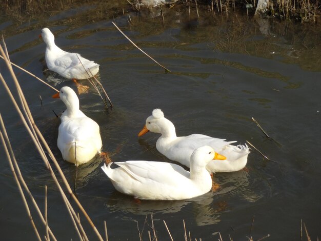 Photo swans swimming on lake