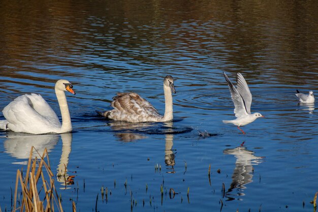 Swans swimming in lake