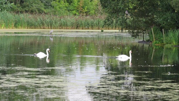 Swans swimming in lake