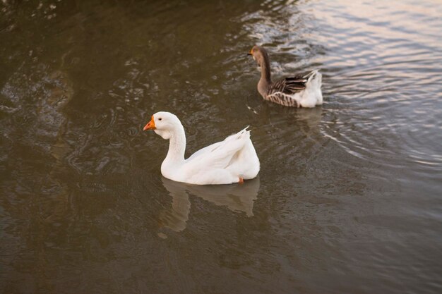 Photo swans swimming in lake