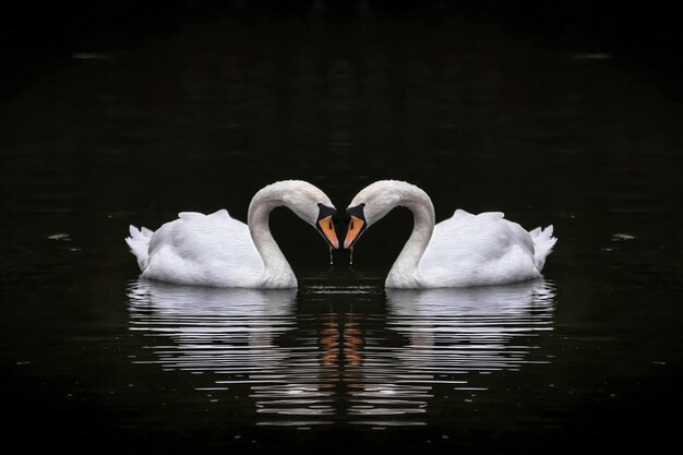 Photo swans swimming in lake