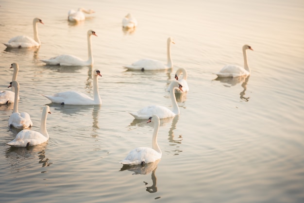 Cigni che nuotano sul lago