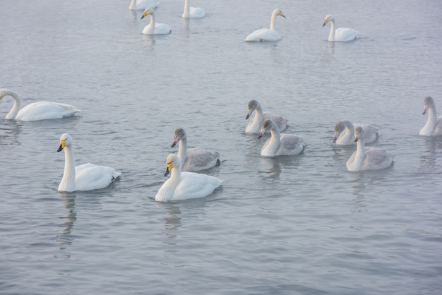 Лебеди плавают в озере