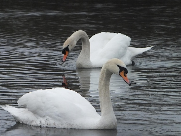 Swans swimming in river