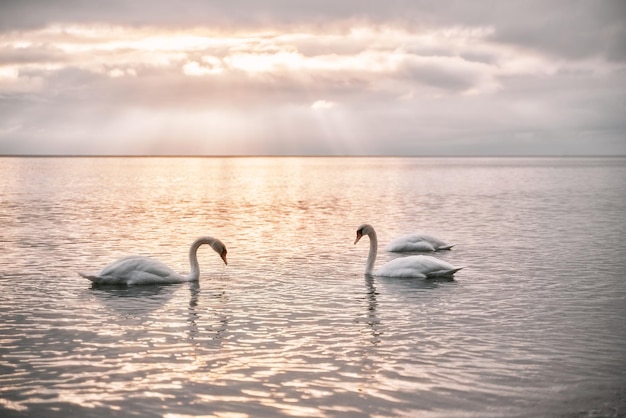 Swans swimming in the sea Beautiful sunset over the Baltic Sea with birds Glowing sky on the seaside