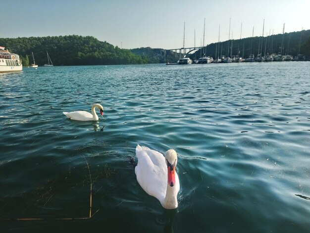 Photo swans swimming on sea