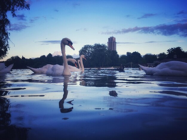 Swans swimming in the serpentine lake against sky