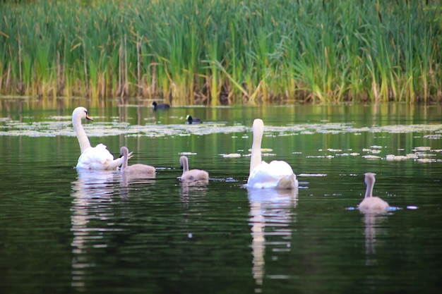 Foto cigni che nuotano con i cignetti nel lago