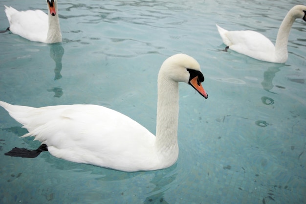 Swans swimming