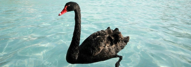 Swans swimming