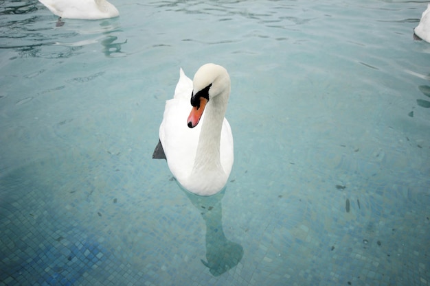 Swans swimming