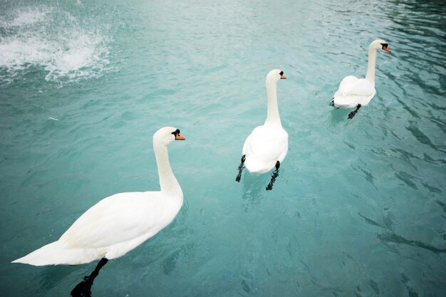 白鳥の水泳