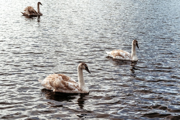 Лебеди на воде. В озере плавают птицы.