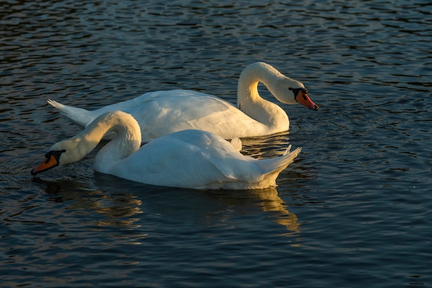 Swans in the water, large birds in a pond