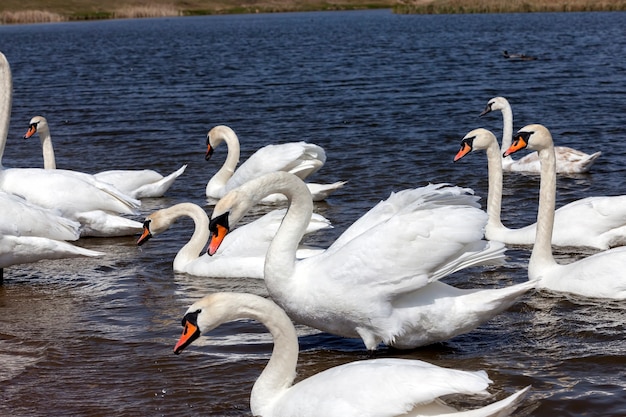 swans in the water