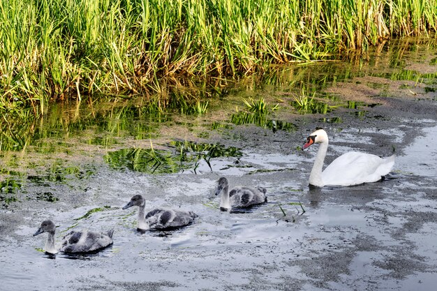 Swans with nestlings.