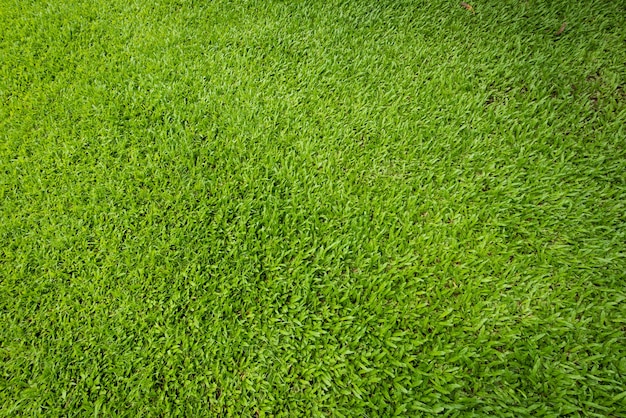 Sward background and texture, Top view and detail of turf floor at soccer field