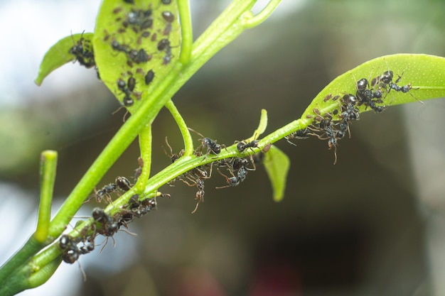 녹색 잎 자연 배경에 개미 떼가 매크로 사진을 닫습니다. 프리미엄 사진