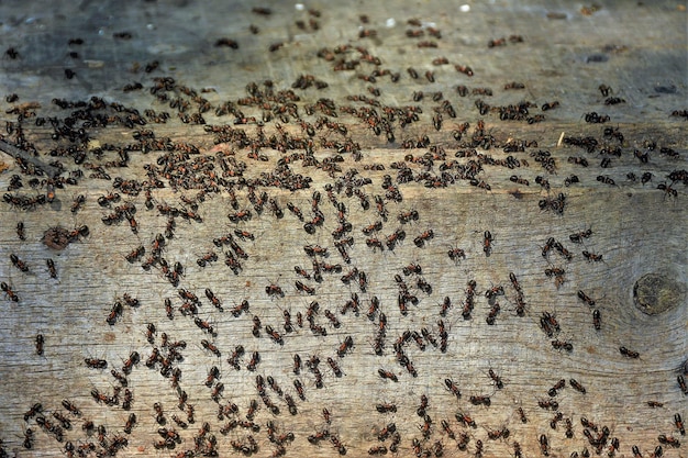 Swarm of ants