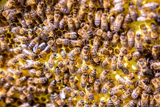 Swarm of bees community on a frame with honey