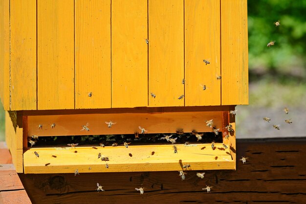 クローズアップで晴れた日にミツバチの群れが蜂の巣に飛ぶ