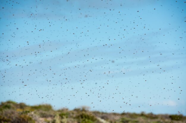 Swarm of bees for queen marriage flight