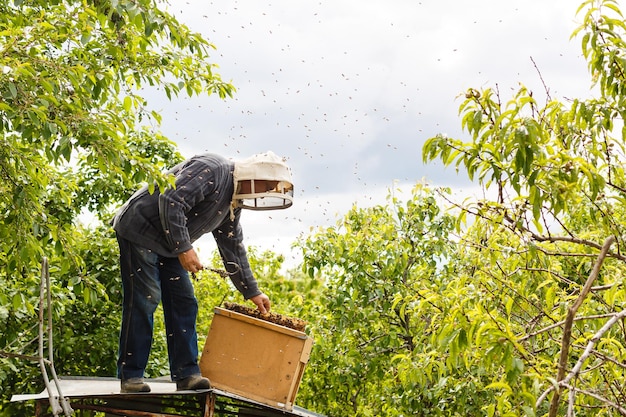 A swarm of bees sitting down on a branch of a birch tree