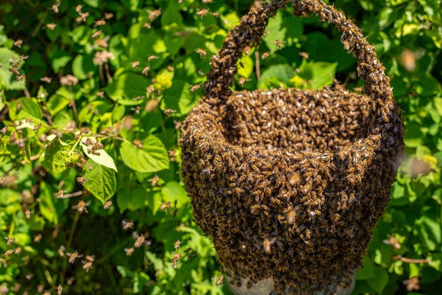 Swarm of bees stuck a bucket