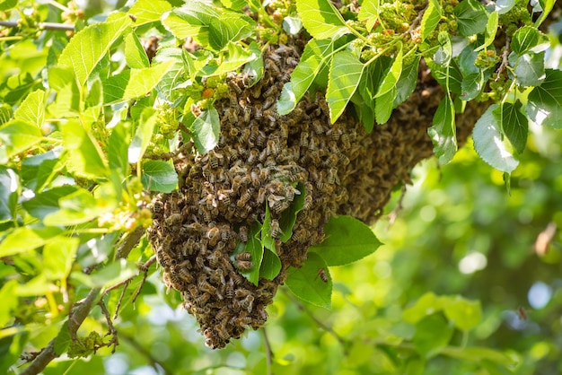 Swarm of bees on a tree