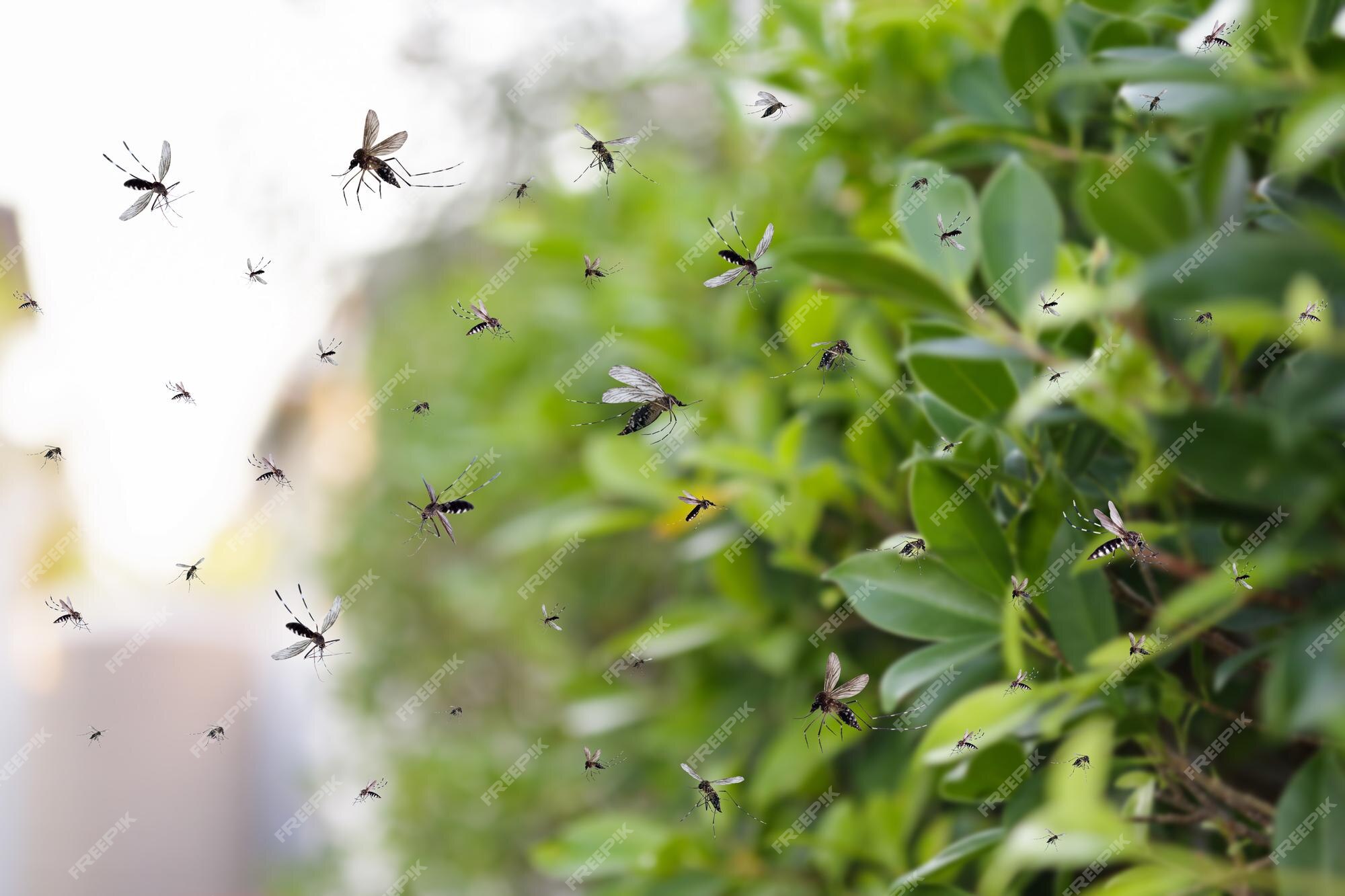 Plantas que ahuyentan los mosquitos