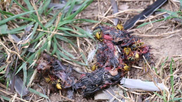 사진 정원 에서 죽은 동물 의 고기 를 먹는 벌레 무리