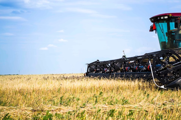 A swather cuts a field of wheat near